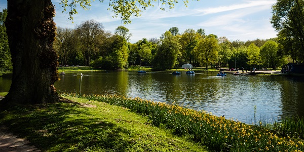 green trees around a calm lake